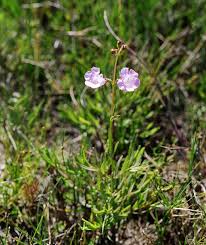 Image result for Micrargeriella aphylla