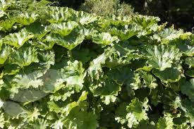 Darmera peltata is a slowly spreading rhizomatous perennial native to mountain woodland streamsides in the western united states. Buy Umbrella Plant Darmera Peltata Delivery By Waitrose Garden