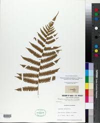 Image result for Christella hispidula