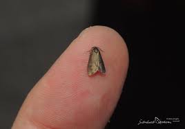 Image result for Psyche crassiorella