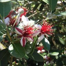 Let's talk about the best way to. Pineapple Guava Tucson Clean And Beautiful Inc