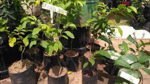 Poin penting yang pertama cara menanam tomat dalam pot adalah memilih bibit buah tomat yang baik, agar tanaman yang dihasilkan dapat tumbuh dengan baik serta menghasilkan panen tomat yang melimpah. Tanaman Buah Dalam Pot Fakta Menarik Dan Tips Menanam