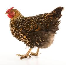 With wyandotte chickens, you will find about 17 different colors; Golden Laced Wyandotte Egg Laying Broodiness And Temperament The Happy Chicken Coop