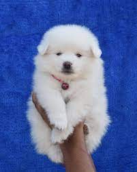 Pom Puppies Puppies Pomeranian Puppy Dog Shop