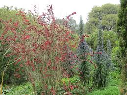 Image result for Clerodendrum fasciculatum