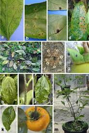 Image result for Diospyros sp. no. 1 sensu FZ