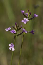 Image result for Buchnera