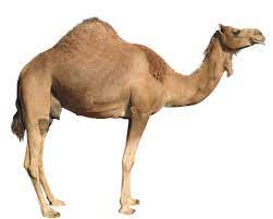 Pin On Clipart Animals
