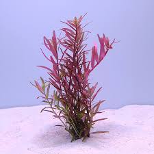 Image result for Rotala fluitans