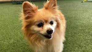 It is important to consider the type of pet that would best fit into your family and lifestyle. Coronavirus Impact Pet Adoptions Available At Peninsula Humane Society And An East Bay Animal Shelter Empty After Pet Foster Boom Abc7 San Francisco