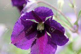 We did not find results for: Clematis Viticella Italian Leather Flower Purple Clematis Deciduous Woody Climber Climbing With The Help Of Leaf Stalks Producing Bell Shaped Purple Flowers With Four Petals Stock Photo Picture And Royalty Free Image