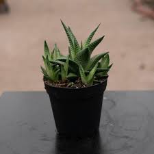 Image result for Haworthia limifolia