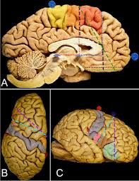 Image result for Frontal Lobe