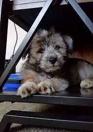 Maybe you would like to learn more about one of these? 26 Shih Tzu Mixes Adorable Shih Tzu Mixed Breeds