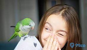 Banyak orang yang beranggapan jika burung merpati ini sebagai hewan peliharaan keluarga yang kurang cocok jika disimpan dalam rumah. 8 Jenis Burung Peliharaan Yang Mudah Dirawat Dan Cocok Bagi Pemula