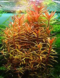 Image result for Nesaea crassicaulis