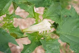 Used by natives to stupefy fish. Jimson Weed With White Flowers Datura Stramonium Also Known Stock Photo Picture And Royalty Free Image Image 128665736