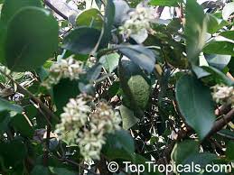 Image result for Combretum sp. A
