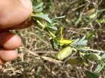 Image result for Crotalaria spinosa