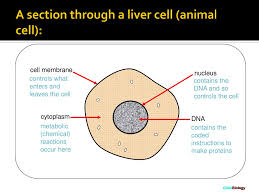 The structure of the double helix is somewhat like a ladder, with the base pairs forming the ladder's rungs and the sugar and phosphate. Cells Structure And Specialized Roles Ppt Download