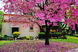 Maybe you would like to learn more about one of these? 9 Jenis Pohon Peneduh Terbaik Untuk Rumah Adem Dan Asri