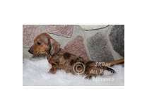 Don't miss what's happening in your neighborhood. Dachshund Puppies For Sale In Minnesota