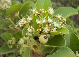 Image result for Syzygium owariense