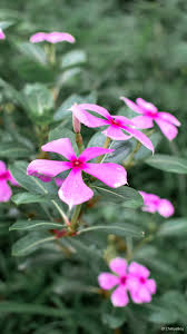 You can also upload and share your favorite periwinkle wallpapers. Madagascar Periwinkle Flower 4k Ultra Hd Mobile Wallpaper