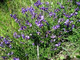Image result for Solanum