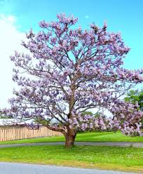 Image result for Paulownia