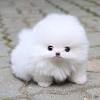 Pomeranians are often considered to be little giants, a big dog in a little dogs body. 1