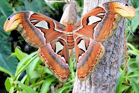 Das schmetterlingshaus im palmenhaus am burggarten imponiert mit einer bunten pracht an gewächsen und schmetterlingen. Das Schmetterlinghaus