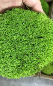 To grow moss on objects in your garden, such as dry stones on a retaining wall or a collection of clay pots, you need to take a different, slightly. 15 Of The Best Fairy Garden Plants And Flowers Listotic