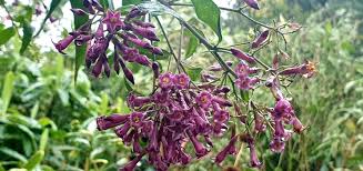 Image result for Cestrum × cultum