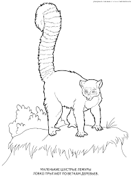 √ 6 wild kratts coloring pages by accountinginvoice.co. Wild Kratts Coloring Pages Coloring Home