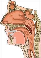The nasal cavity is the passageway just behind your nose. Nasal Cancer Paranasal Sinuses Tampa Flordia Ent