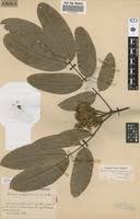 Image result for Isoberlinia