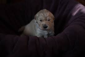 Puppyfinder.com is your source for finding an ideal golden retriever puppy for sale in new jersey, usa area. Golden Retriever Puppies For Sale Barnstead Nh 265448