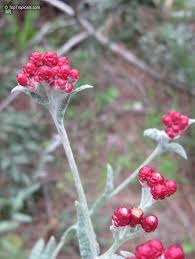 Image result for Helichrysopsis