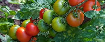 Des La C Gumes Tout L Hiver Dans La Serre