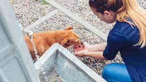 What Does An Animal Control Worker Do And How To Become One