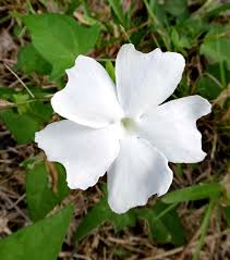 Image result for Thunbergia gossweileri