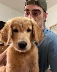 Adakah anak anjing saya seekor golden retriever? : r/goldenretrievers