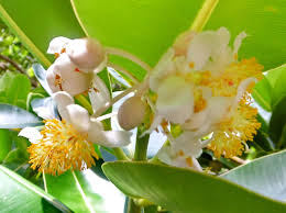 Image result for ficus elastica flower