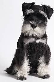 Before submitting a request or choosing one of our pups to join your family, please consider visiting your local shelter first. Schnauzer Puppies Everything You Need To Know The Dog People By Rover Com