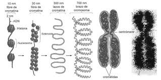 Resultado de imagen de imagenes de cromosomas