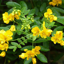 Image result for Senna spectabilis