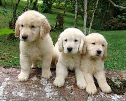 Kurt is one very awesome puppy. Free Download Cute Golden Retriever Puppies Pictures Blog Of Cute Puppies Pictures 800x641 For Your Desktop Mobile Tablet Explore 49 Cute Golden Retriever Puppies Wallpaper Free Golden Retriever Puppy