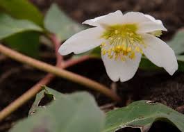 Albero, fiorire, cibo, primavera, produrre, flora, fiore di ciliegio, febbraio, fioritura, fiori bianchi, pianta fiorita, ramo di mandorlo. Colori Di Stagione Guida Alle Piante E Ai Fiori Di Febbraio