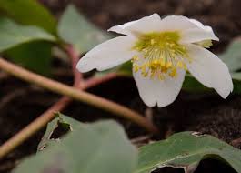 Tra le specie selvatiche, in febbraio è possibile ammirare l'anemone nemorosa in fiore. Colori Di Stagione Guida Alle Piante E Ai Fiori Di Febbraio